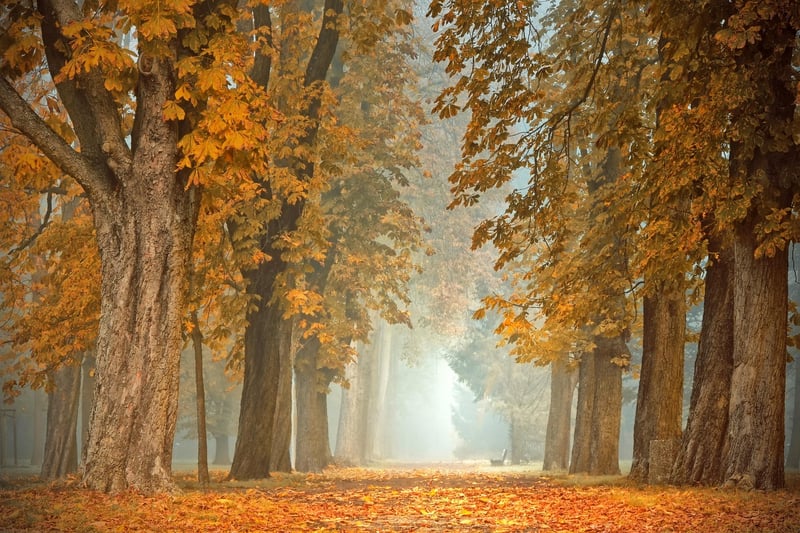 Nature Sounds